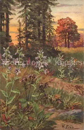 Frueh W. 595 Campanula Trachelium Nesselblaettrige Glockenblume Kat. Kuenstlerkarte