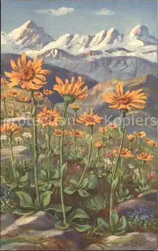 Frueh W. 552 Arnica montana Kat. Kuenstlerkarte