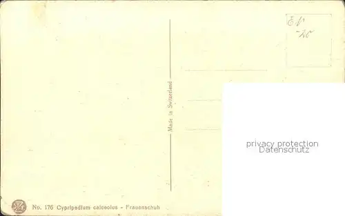 Derendinger Roux D. 176 Frauenschuh Kat. Kuenstlerkarte