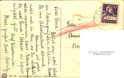 Derendinger Roux D. 188 Edelweiss Kat. Kuenstlerkarte