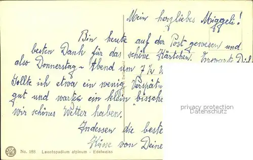 Derendinger Roux D. 188 Edelweiss Kat. Kuenstlerkarte