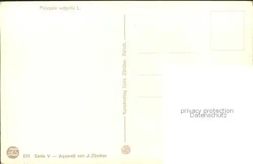 Zuercher J. Polygala vulgaris Kreuzblume Kat. Kuenstlerkarte