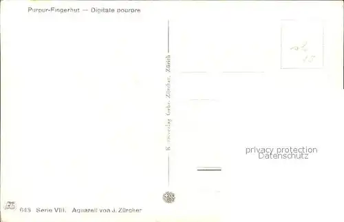 Zuercher J. Digitale pourpre Purpur Fingerhut Kat. Kuenstlerkarte