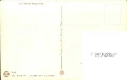 Zuercher J. Antirrhinum majus max. Loewenmaul Kat. Kuenstlerkarte