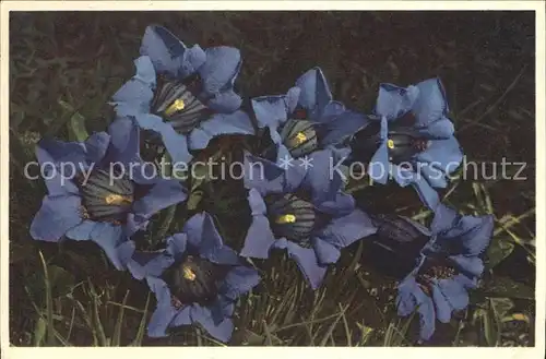 Blumen Koch scher Enzian Gentiana Kochiana  Kat. Pflanzen