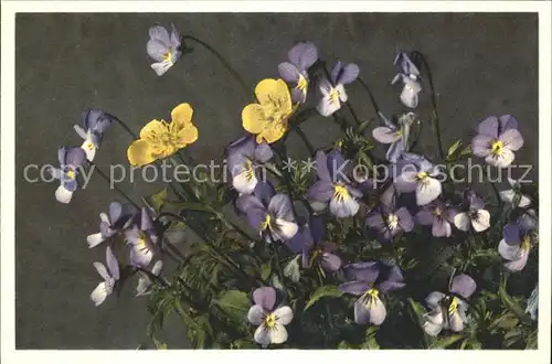Blumen Stiefmuetterchen Viola tricolor Viola del pensiero Kat. Pflanzen