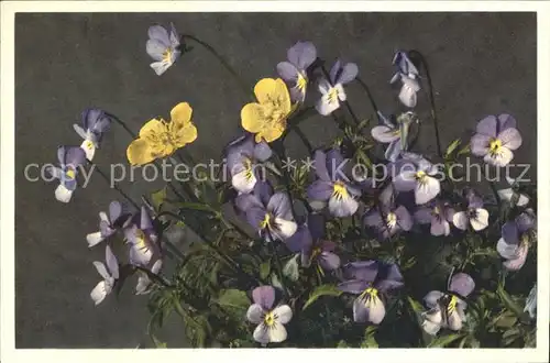 Blumen Stiefmuetterchen Viola tricolor Pensee des champs  Kat. Pflanzen