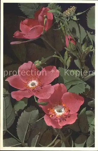 Blumen Alpen Heckerose Rosa alpina  Kat. Pflanzen