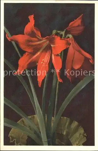 Blumen Amaryllis Hippeastrum hybridum  Kat. Pflanzen