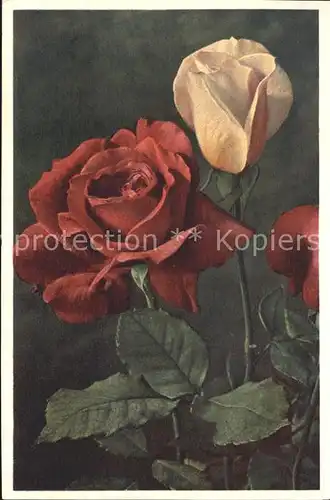 Rosen Roses Rose  Kat. Pflanzen