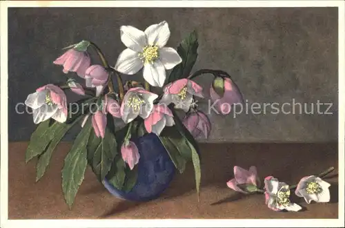 Blumen Christrose Schneerose Helleborus niger Kat. Pflanzen