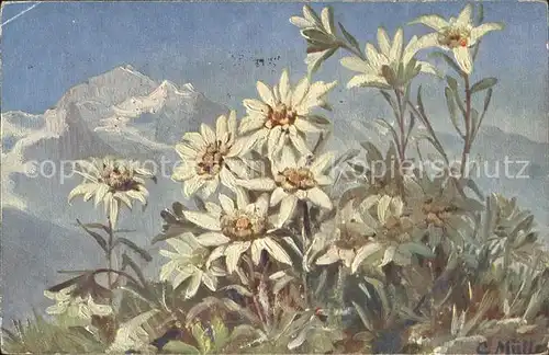 Edelweiss Kuenstlerkarte C. Mueller  Kat. Pflanzen