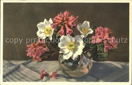 Blumen Rostblaettrige Alpenrose Weisse Alpenanemone  Kat. Pflanzen