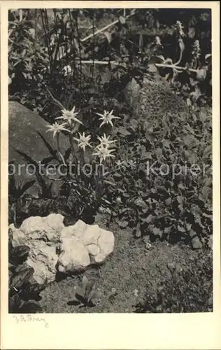 Edelweiss Neujahr  Kat. Pflanzen