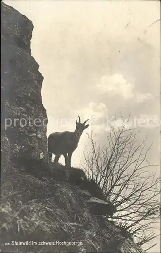 Ziege Steinwild Hochgebirge Schweiz Kat. Tiere