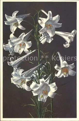 Blumen Langbluetige Lilie Lilium longiflorum Kat. Pflanzen
