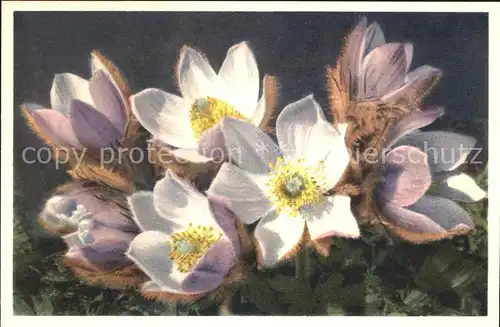 Blumen Fruehlings Anemone Anemone vernalis Kat. Pflanzen