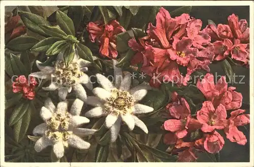 Edelweiss Rostblaettrige Alpenrose  Kat. Pflanzen