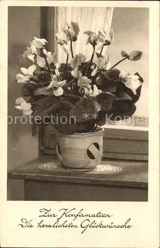 Blumen Alpenveilchen Konfirmation Glueckwunsch  Kat. Pflanzen