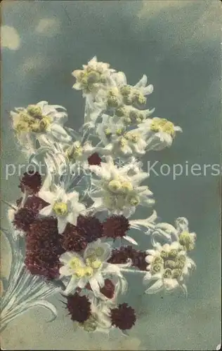 Edelweiss Schwarze Kohlroeschen Kat. Pflanzen