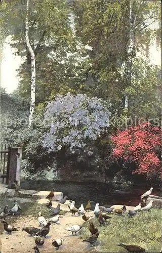 Verlag Photochromie Nr. 1194 Rhododendron Tauben  Kat. Verlage