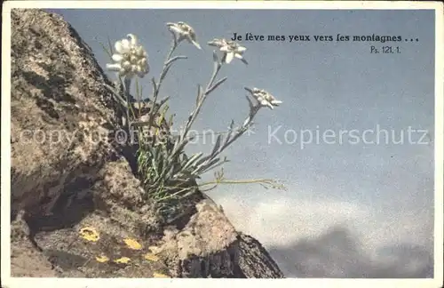 Edelweiss Leontopodium  alpinum Kat. Pflanzen