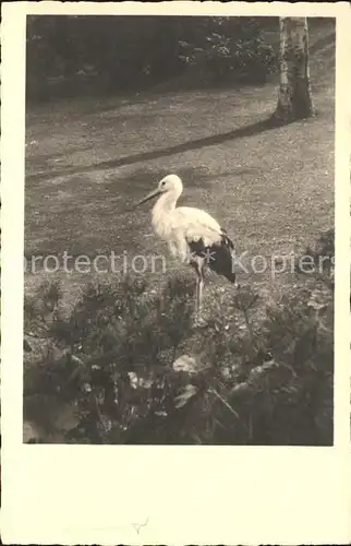 Storch  Kat. Tiere