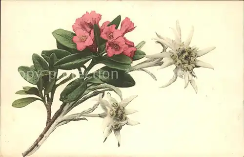 Edelweiss Alpenrosen  Kat. Pflanzen