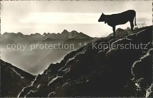 Kuehe Abendfrieden Buendner Bergen  Kat. Tiere