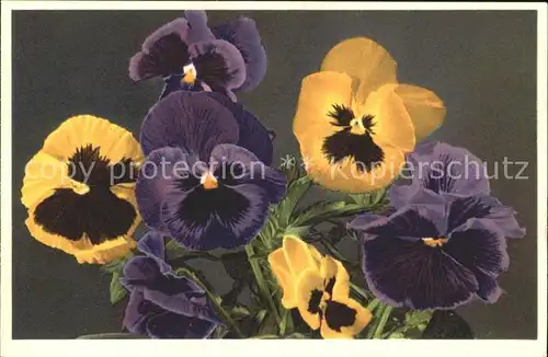 Blumen Stiefmuetterchen Viola tricolor  Kat. Pflanzen