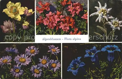 Edelweiss Anemone alpina Enzian Alpenrosen Aster  Kat. Pflanzen