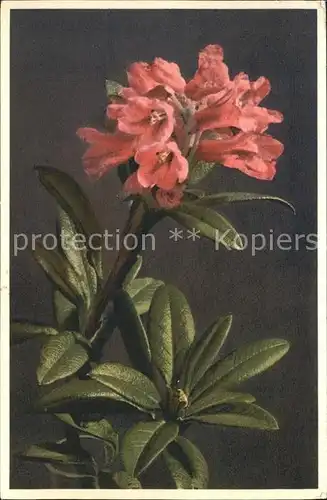 Blumen Alpenrose Rhododendron ferrugineum Kat. Pflanzen