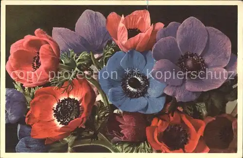 Blumen Kronen Anemonen  Kat. Pflanzen