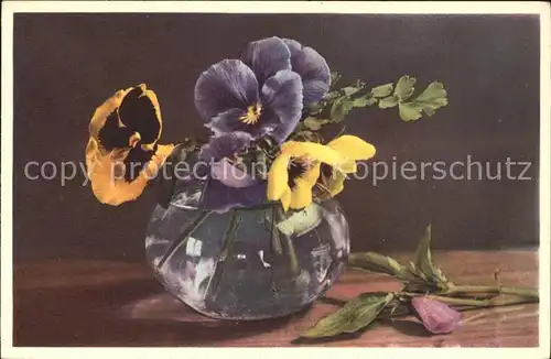 Blumen Stiefmuetterchen Viola tricolor  Kat. Pflanzen