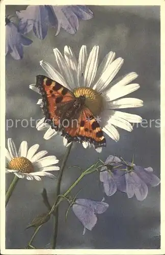 Schmetterling Rautenblaettrige Glockenblume Wucherblume Kat. Rahmenkarte