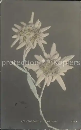 Edelweiss Leonthopodium Alpinum  Kat. Pflanzen