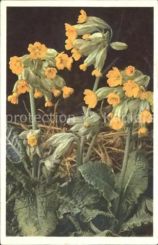 Blumen Schluesselblume Primula veris  Kat. Pflanzen