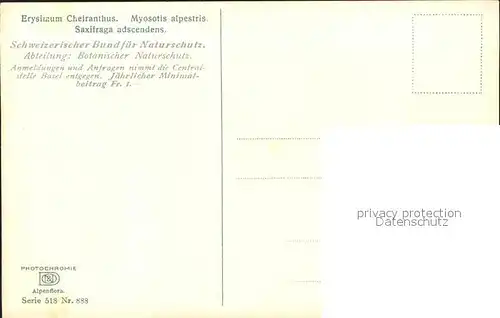 Verlag Photochromie Nr. 888 Serie 518 Erysimum Cheiranthus Myosotis alpestris Saxifraga adscendens Kat. Verlage