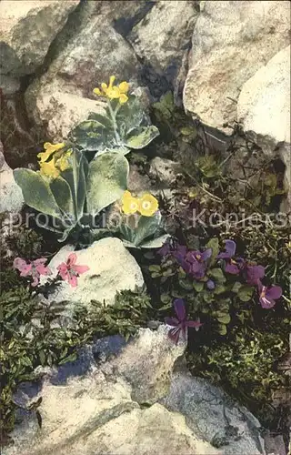 Verlag Photochromie Nr. 901 Serie 519 Primula auricula Rhodothamnus Chamaecistus Viola alpina  Kat. Verlage