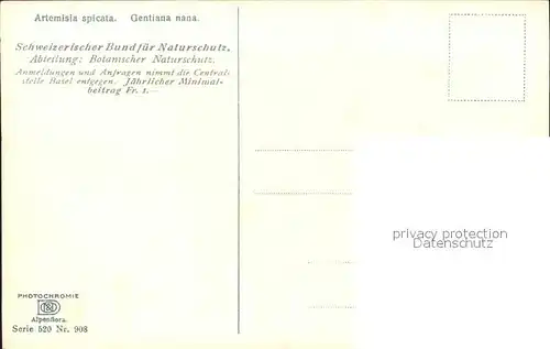 Verlag Photochromie Nr. 908 Serie 520 Artemisia spicata Gentiana nana Kat. Verlage