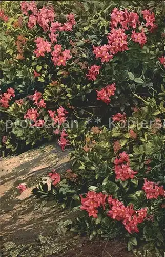 Verlag Photochromie Nr. 917 Serie 520 Rhododendron hirsutum Kat. Verlage