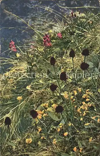 Verlag Photochromie Nr. 919 Serie 520 Nigritella nigra Helianthemum alpestre Kat. Verlage