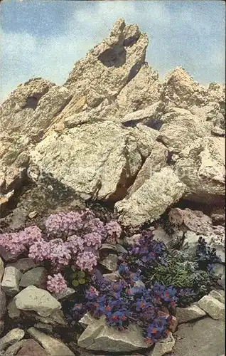 Verlag Photochromie Nr. 893 Serie 518 Linaria alpina Thlaspi roduntifolium Kat. Verlage