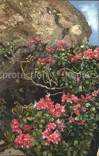 Verlag Photochromie Nr. 897 Serie 519 Rhododendron ferrugineum  Kat. Verlage