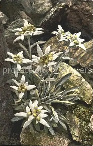 Verlag Photochromie Nr. 884 Serie 518 Leontopodium alpinum Edelweiss Kat. Verlage