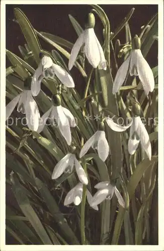 Blumen Schneegloeckchen Galanthus nivalis Kat. Pflanzen