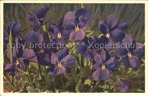 Blumen Langsporniges Veilchen Viola calcarata Kat. Pflanzen