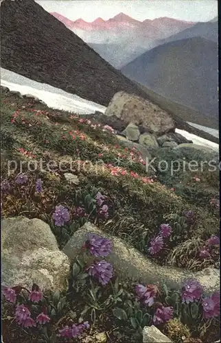 Verlag Photochromie Nr. 911 Serie 520 Primula glutinosa Primula minima Kat. Verlage