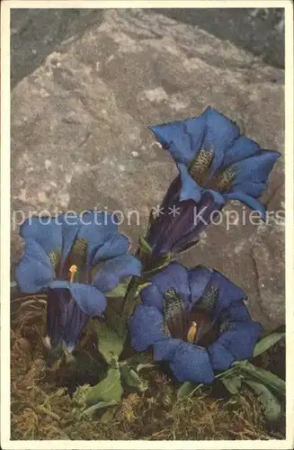 Blumen Enzian Gentiana acauiis  Kat. Pflanzen