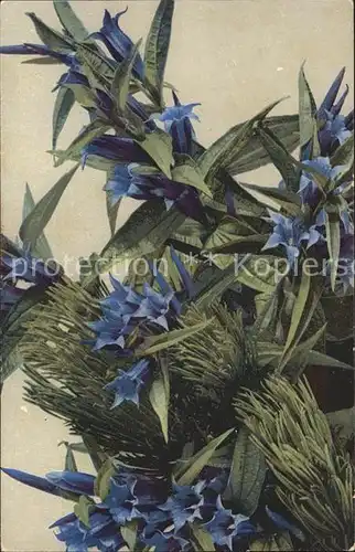 Blumen Blauer Enzian Verlag Photochromie  Kat. Pflanzen